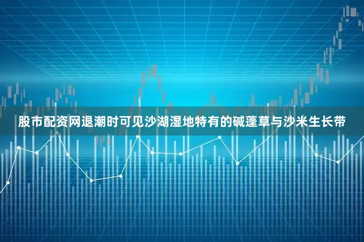 股市配资网退潮时可见沙湖湿地特有的碱蓬草与沙米生长带